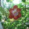 madswantsmangos